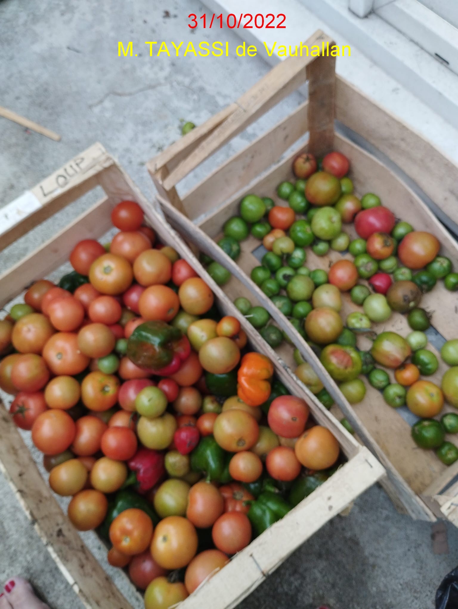Tomates