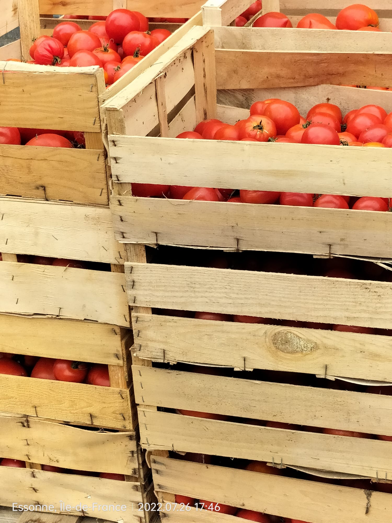 Tomates